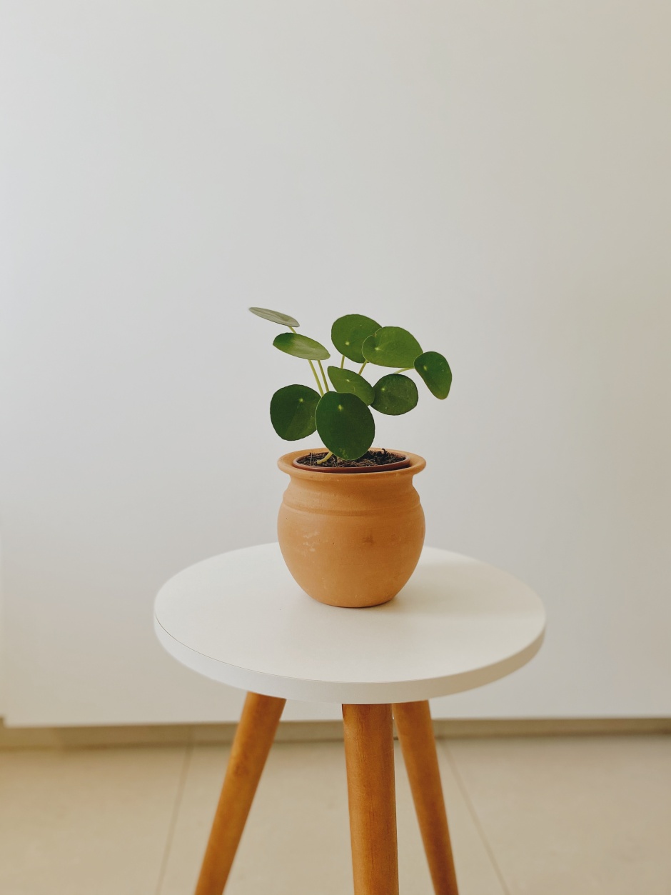 pilea w doniczce na stoliku