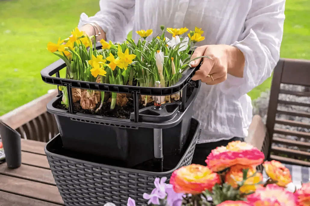 Osoba w białej koszuli podnosi tacę z kwitnącymi żółtymi i białymi kwiatami z czarnej plecionej donicy na stole na zewnątrz, z bardziej kolorowymi kwiatami i zielenią w tle.