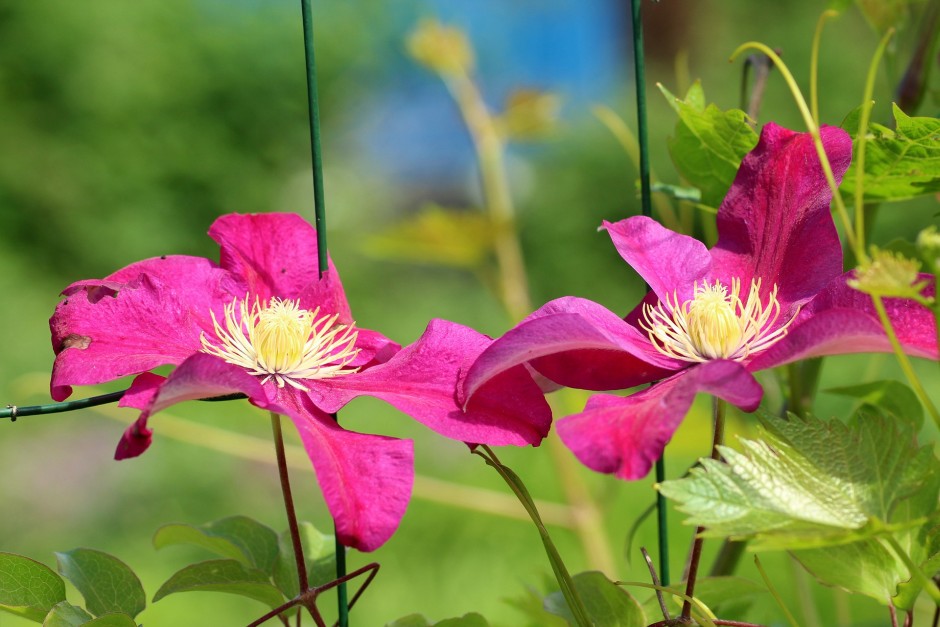 clematis powojnik