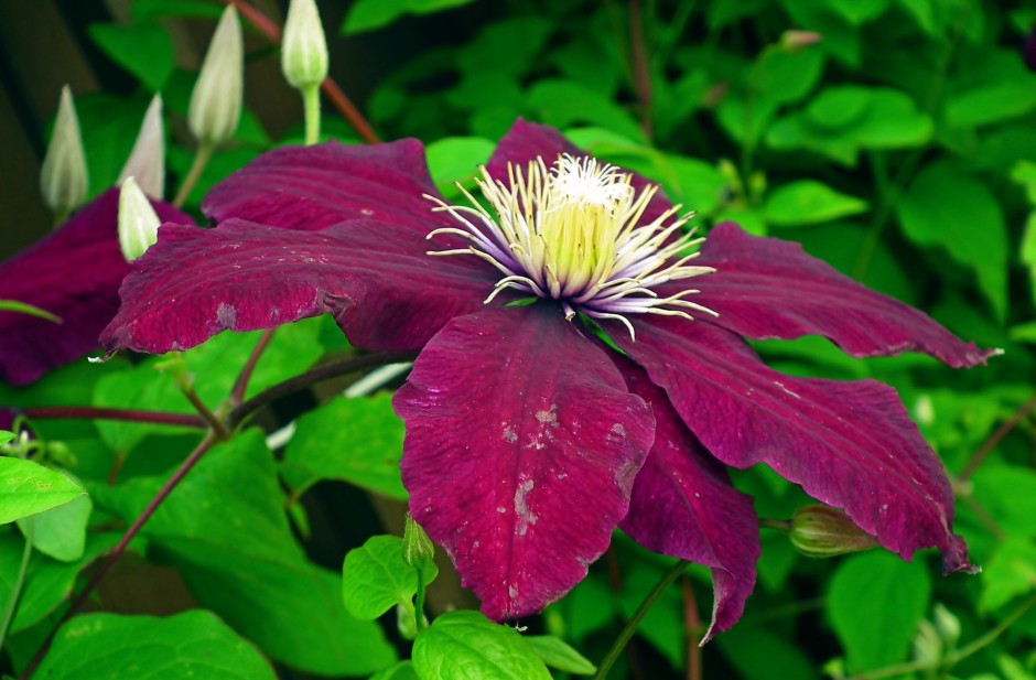 clematis powojnik