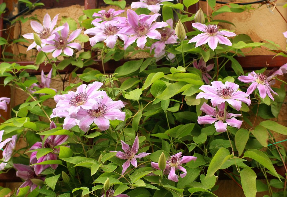 clematis powojnik