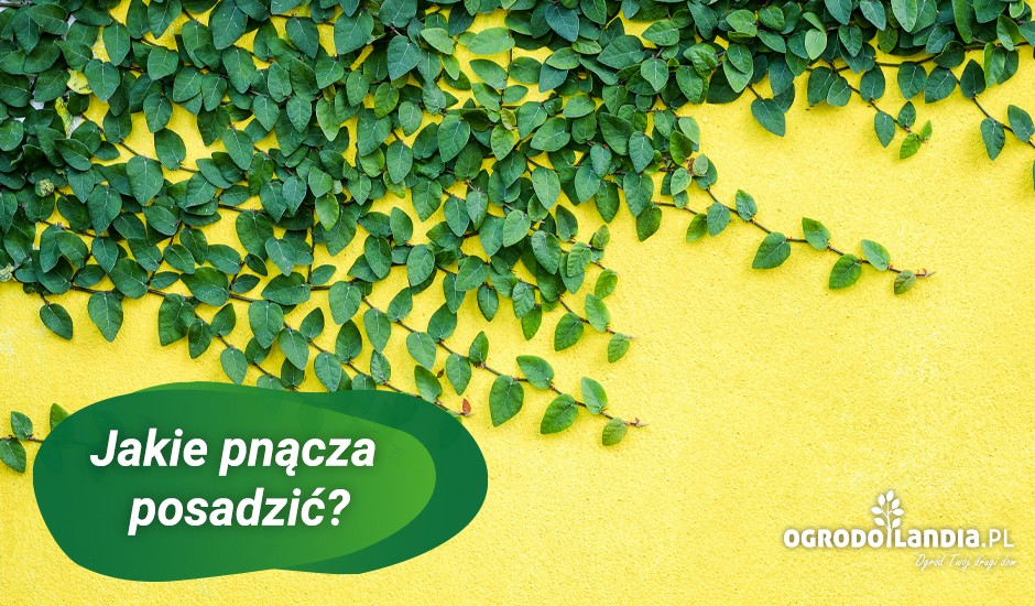 jakie pnącza posadzić
