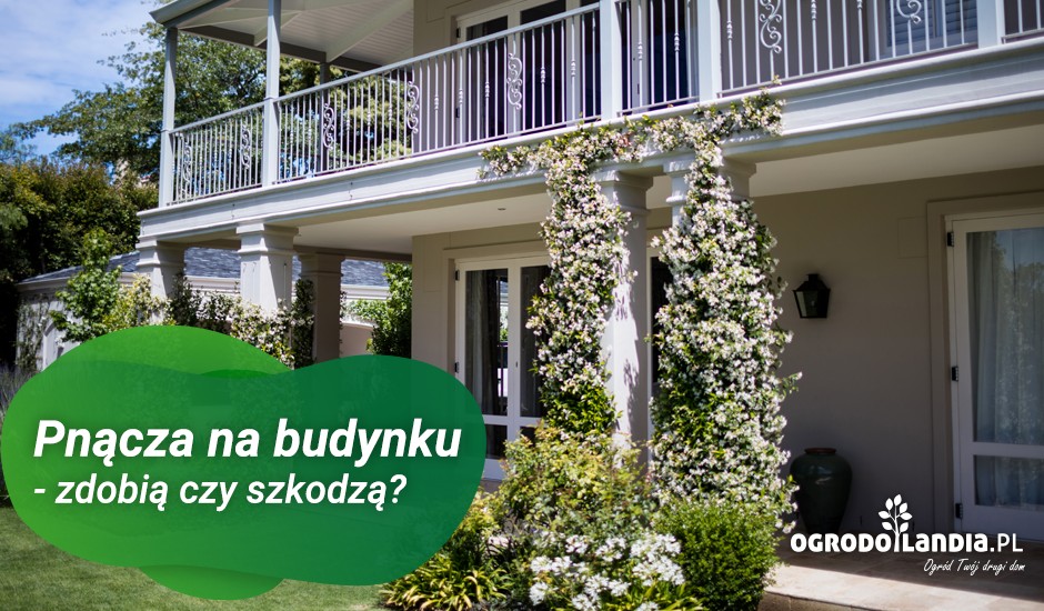 pnącza na budynku - zdobią czy szkodzą