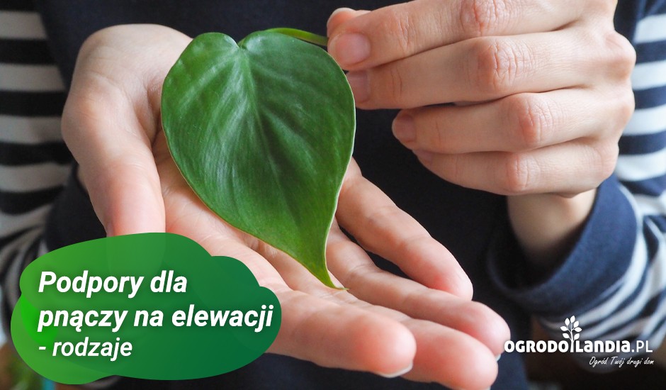 jakie podpory na pnącza na elewacji