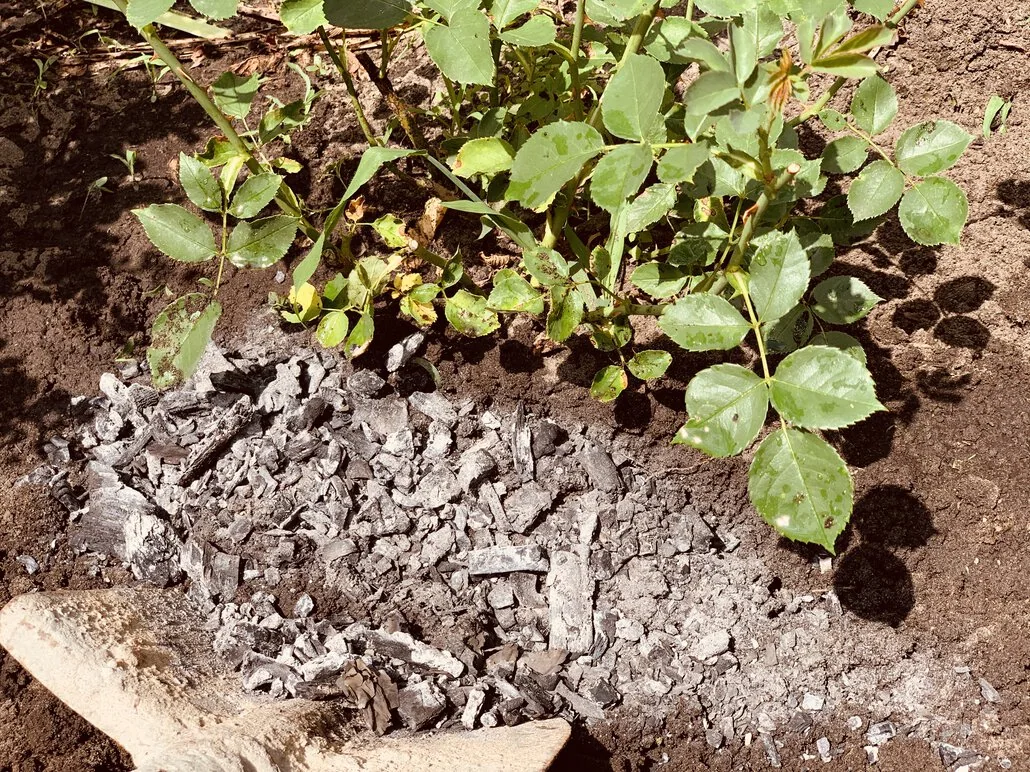 Popiół drzewny podsypany pod róże