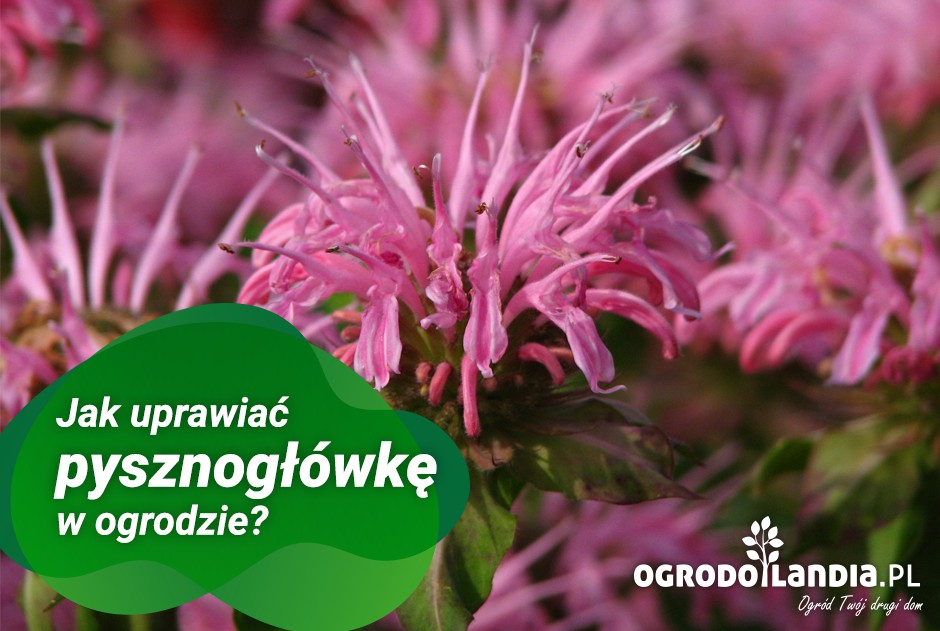 jak uprawiać pysznogłówkę