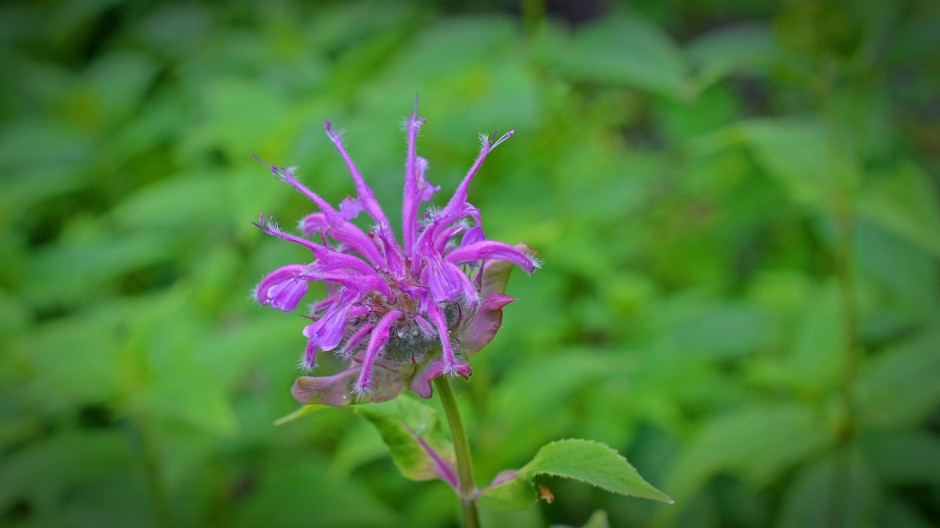 fioletowa monarda