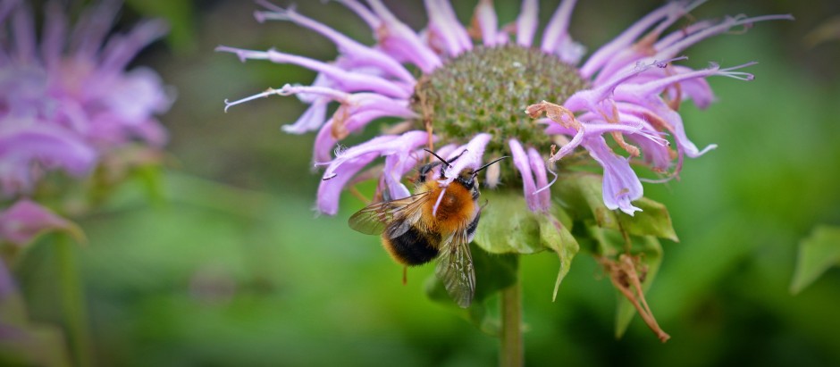pszczoła na pysznogłówce