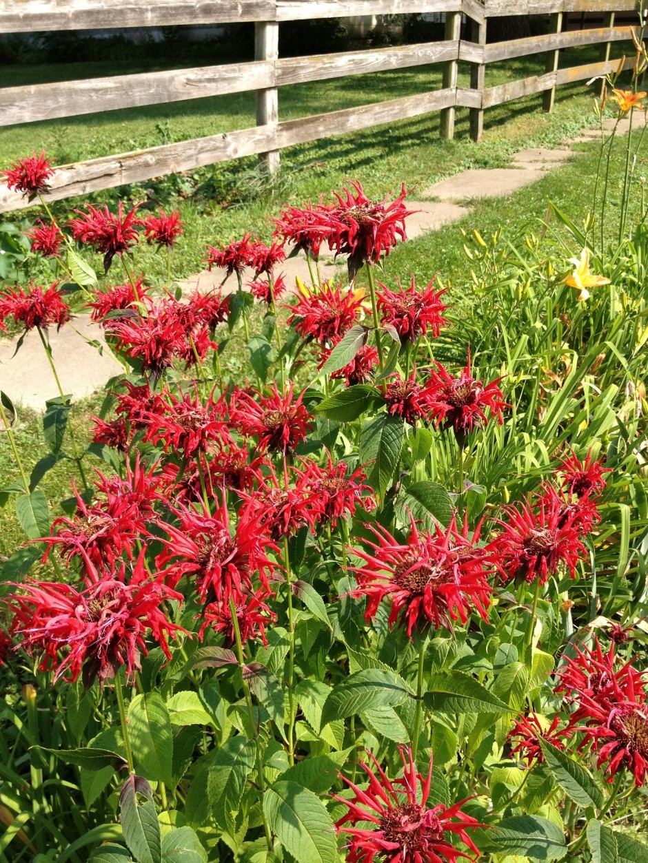 monarda