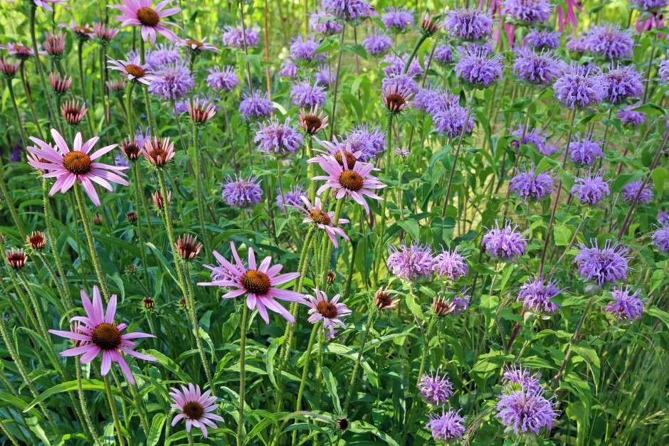 monarda