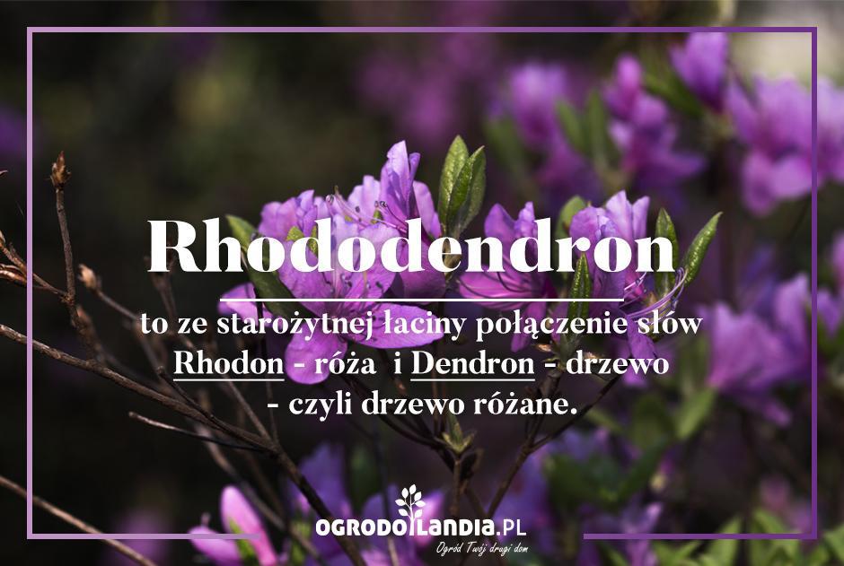 rhododendron to