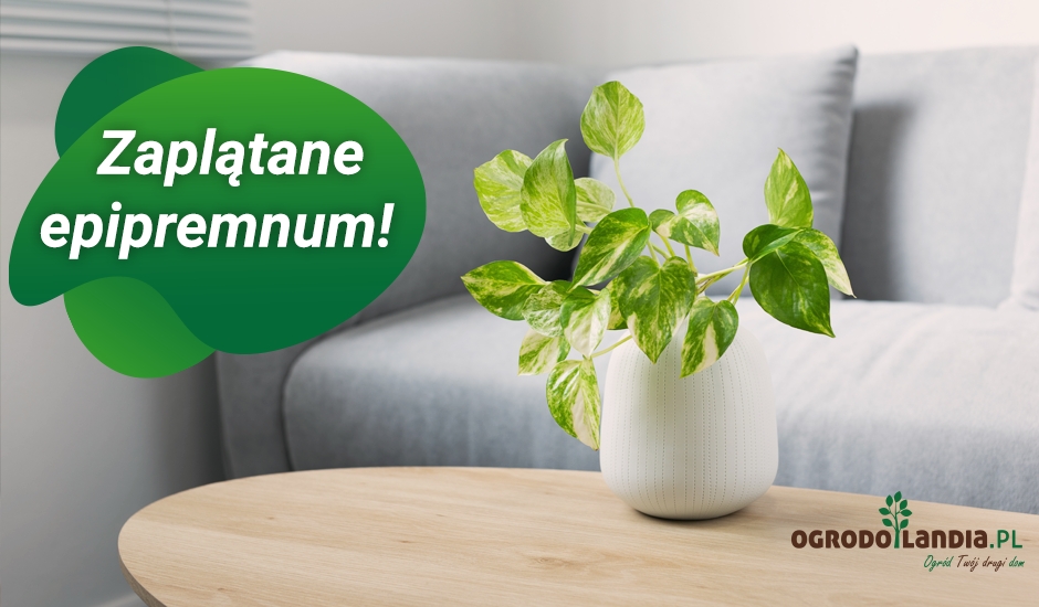 zaplątane epipremnum