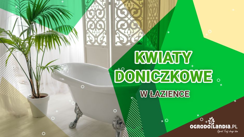 kwiaty doniczkowe w łazience