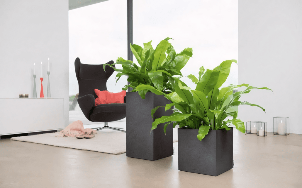Dwie bujne zielone rośliny w nowoczesnych czarnych kwadratowych donicach Canto Stone ustawione na jasnej podłodze w jasnym, minimalistycznym pokoju z brązowym fotelem, białą szafką i dużymi oknami w tle.