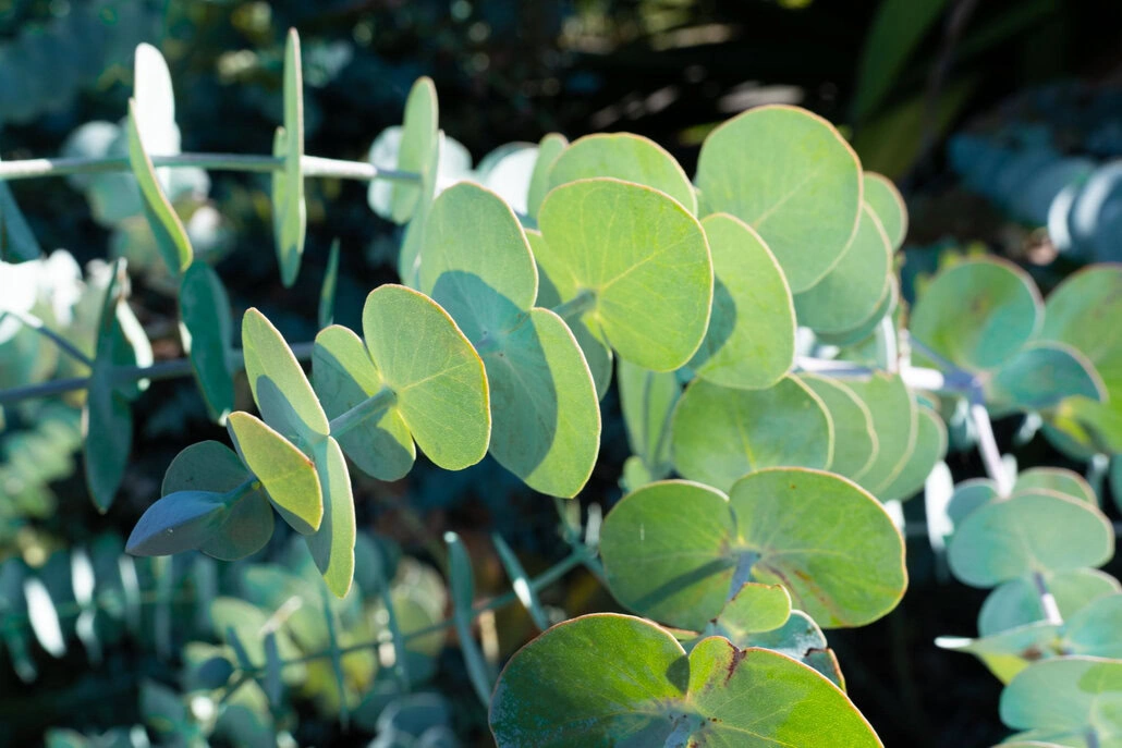 Zbliżenie na roślinę eukaliptusa z okrągłymi, jasnozielonymi liśćmi. Światło słoneczne oświetla liście eukaliptusa, tworząc mieszankę jasnych i zacienionych obszarów. W tle widać więcej liści, jak winorośl, lekko nieostrych.