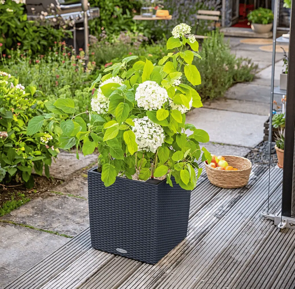 Czarna wiklinowa donica z kwitnącymi białymi hortensjami stoi na drewnianym tarasie w ogrodzie, otoczona zielonymi roślinami i kwiatami. W tle znajduje się pleciony kosz z jabłkami na ziemi.