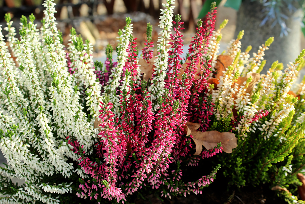 Kolorowe rośliny wrzosu o białych, różowych i fioletowych kwiatach rosną blisko siebie na zewnątrz, otoczone zielonymi liśćmi i kilkoma brązowymi, opadłymi liśćmi.