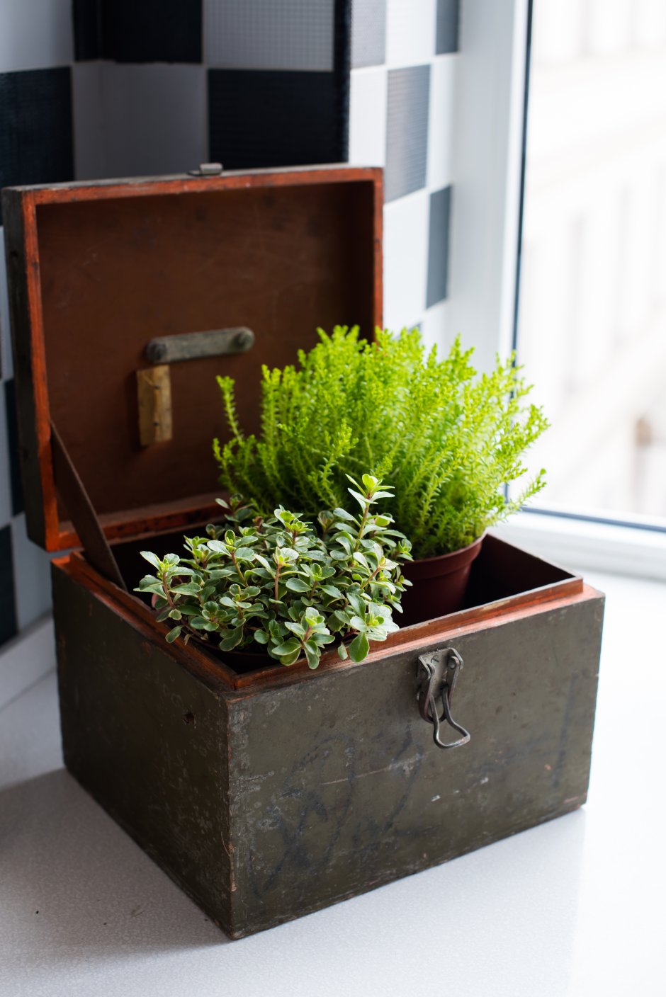 stara skrzynka a w niej rośliny