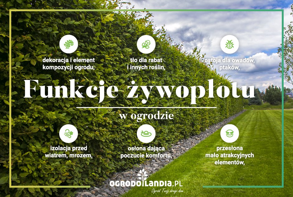funkcje żywopłotu
