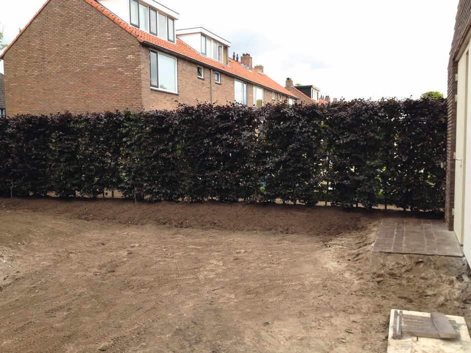 posadzony żywopłot