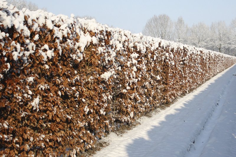 żywopłot z buka zimą