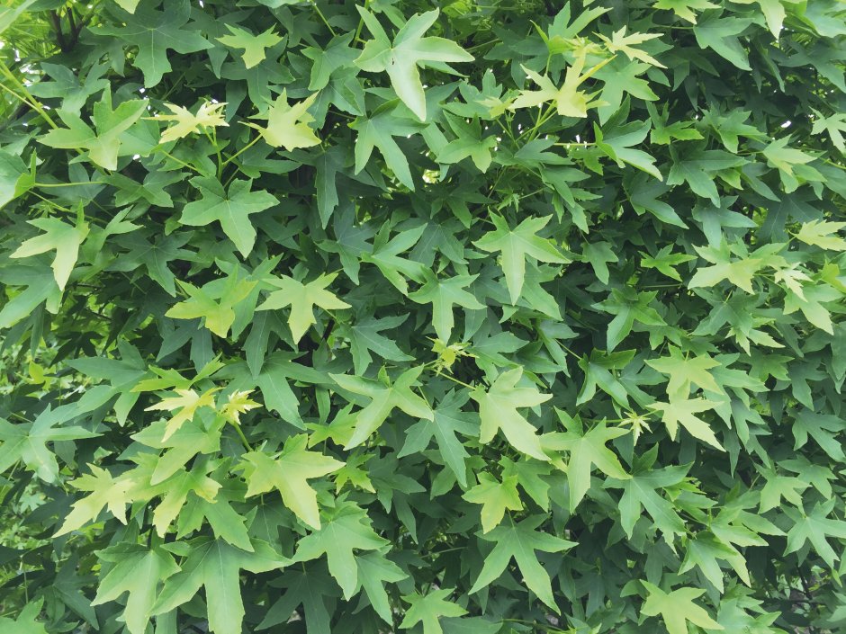 liście na żywopłocie