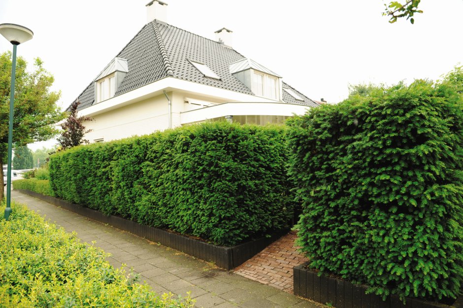 dom otoczony żywopłotem