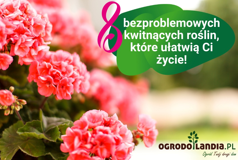 8 bezproblemowych kwitnących roślin, które ułatwią Ci życie!