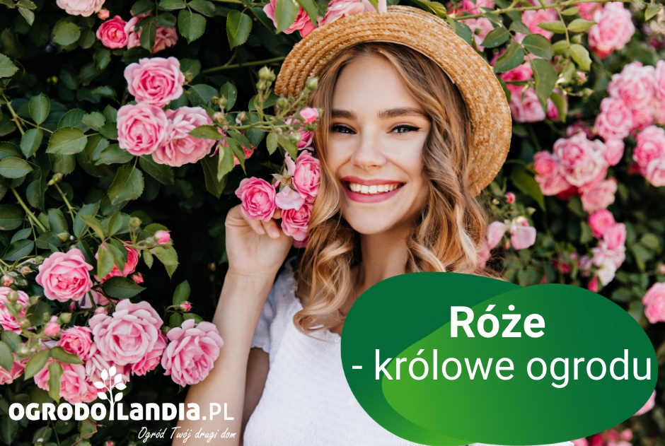 Róże - królowe ogrodu. Wszystko o różach