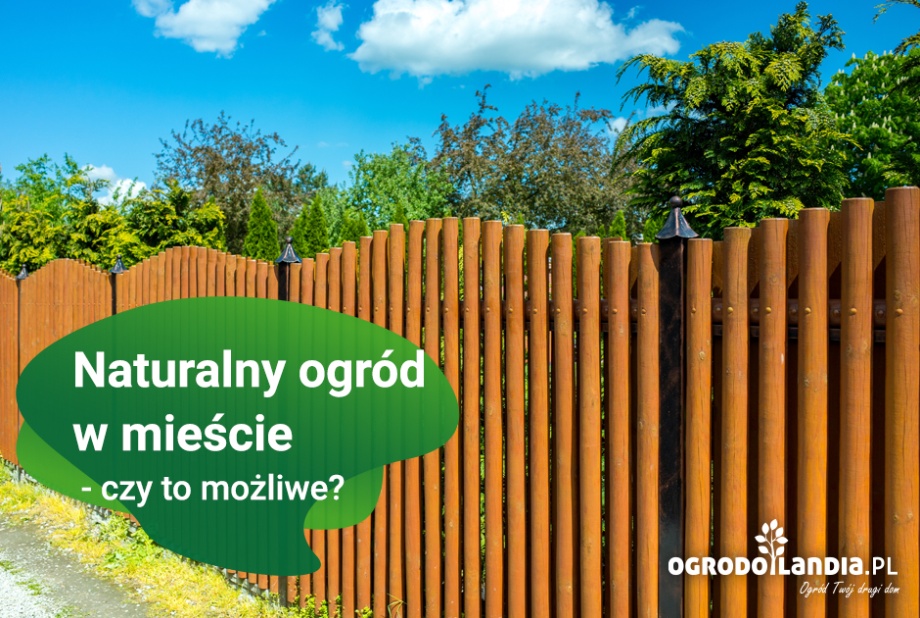 Naturalny ogród w mieście - czy to możliwe?