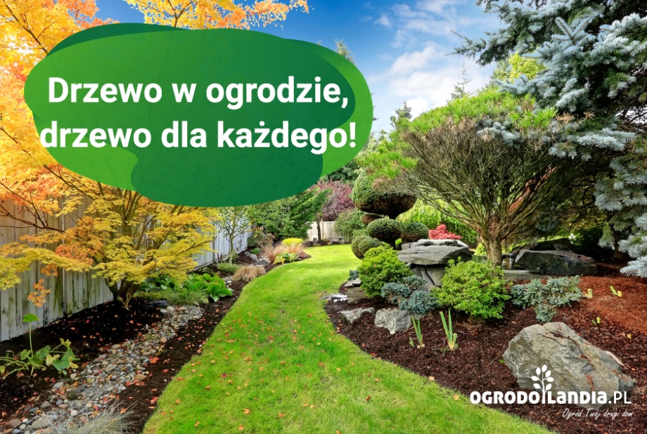 Drzewo w ogrodzie, drzewo dla każdego!