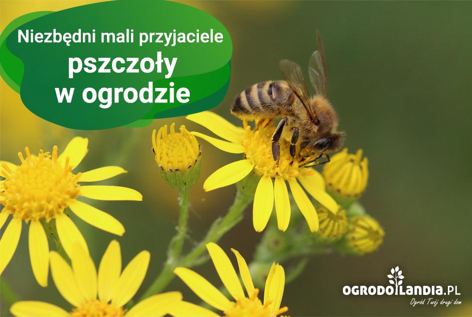 Niezbędni mali przyjaciele - pszczoły w ogrodzie