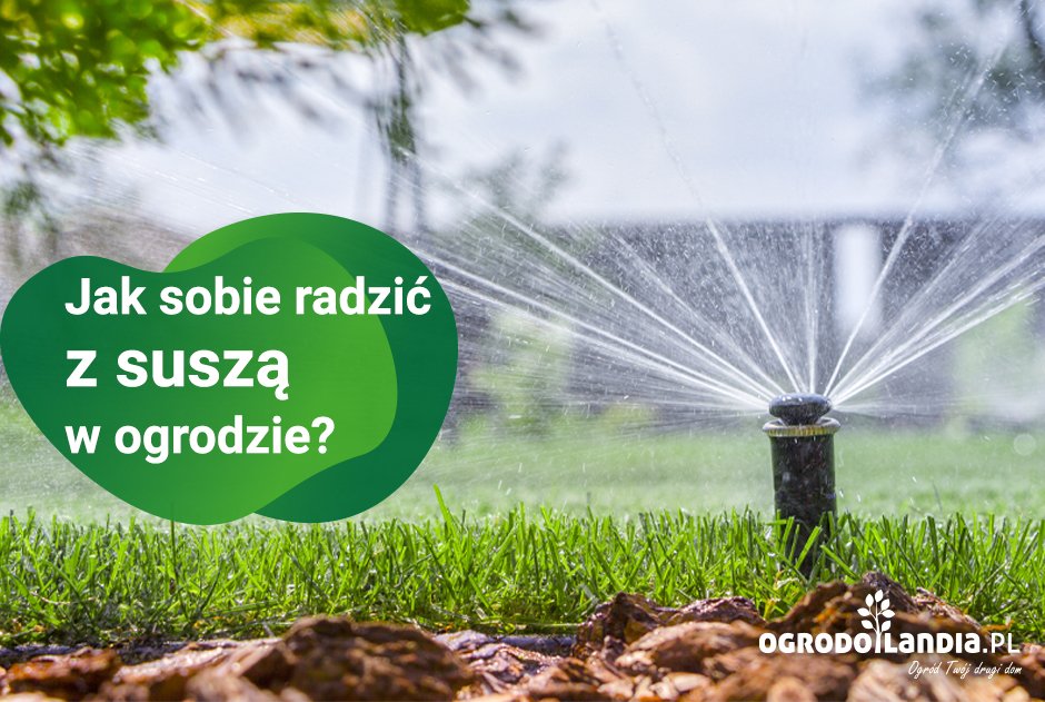 Jak sobie radzić z suszą w ogrodzie?