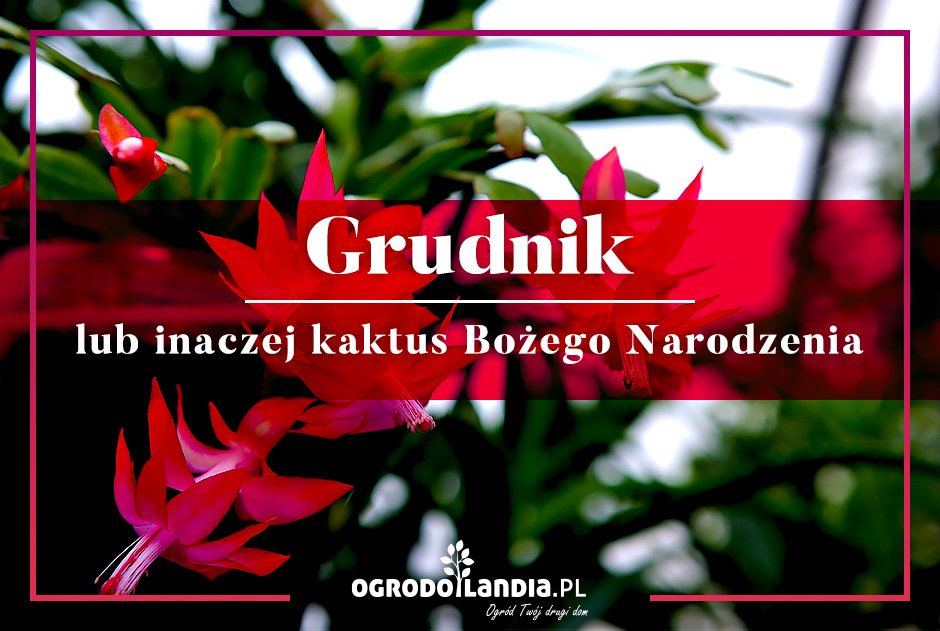 Grudnik, lub inaczej kaktus Bożego Narodzenia - tajniki pielęgnacji