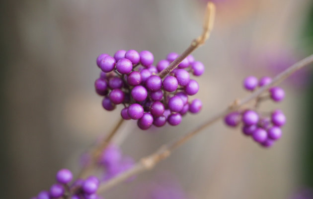 Pięknotka Bodiniera - zachwyci nas fioletowymi owocami