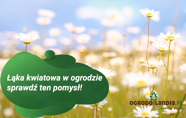 Łąka kwiatowa w ogrodzie - sprawdź, jak to zrobić!