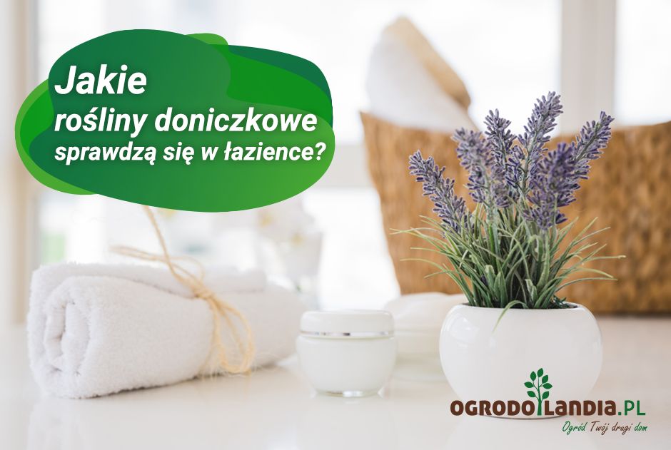 Rośliny doniczkowe w łazience - jakie gatunki się sprawdzą