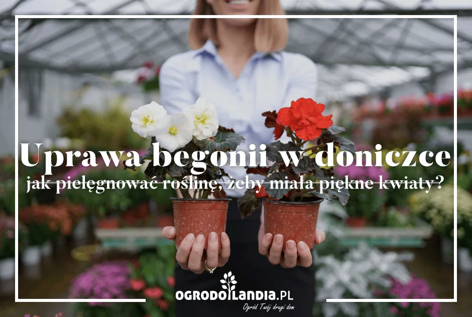Uprawiamy begonię w donicy