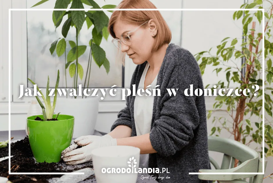 Zwalczanie pleśni w doniczce
