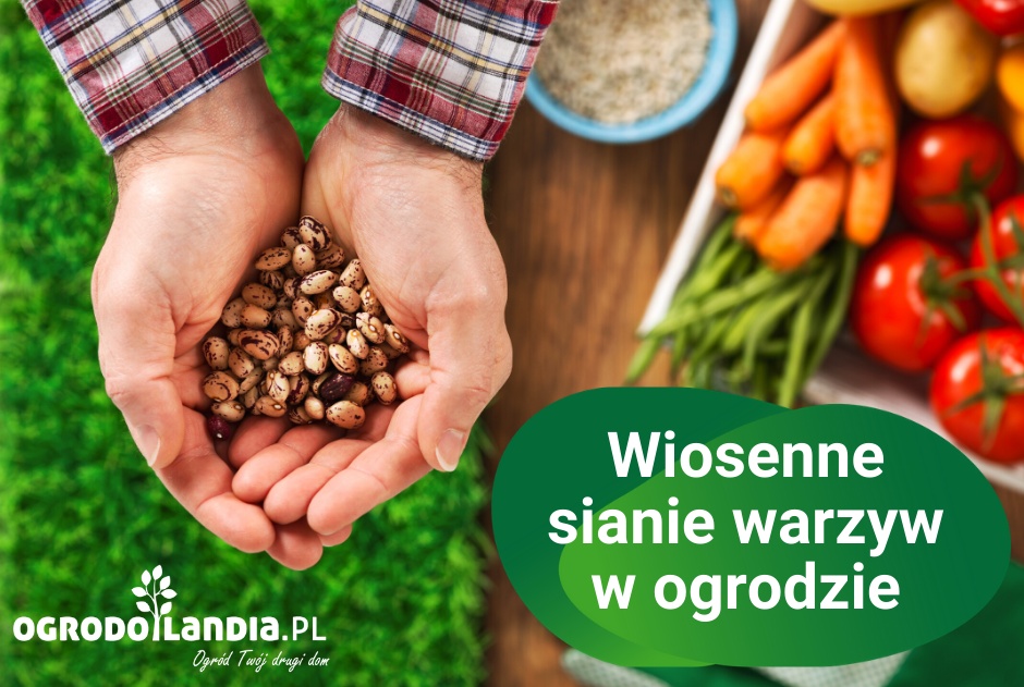 Wiosenne sianie warzyw w ogrodzie