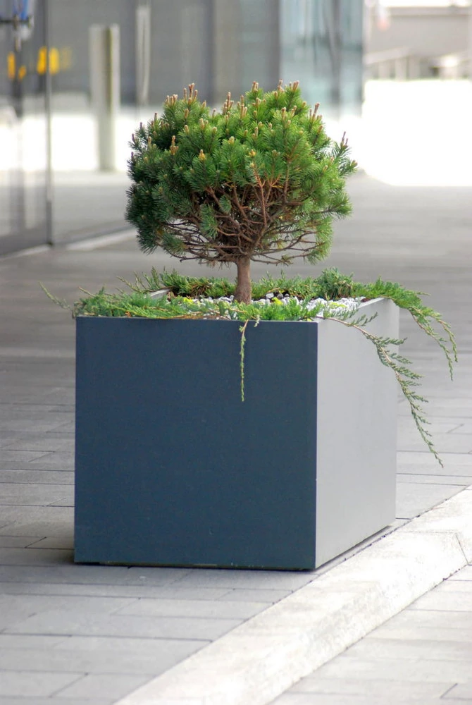 Mała sosna w szarej donicy. Kwadratowa donica „Concrete” o wymiarach 60 x 60 x 60 cm z białymi kamykami i roślinnością.