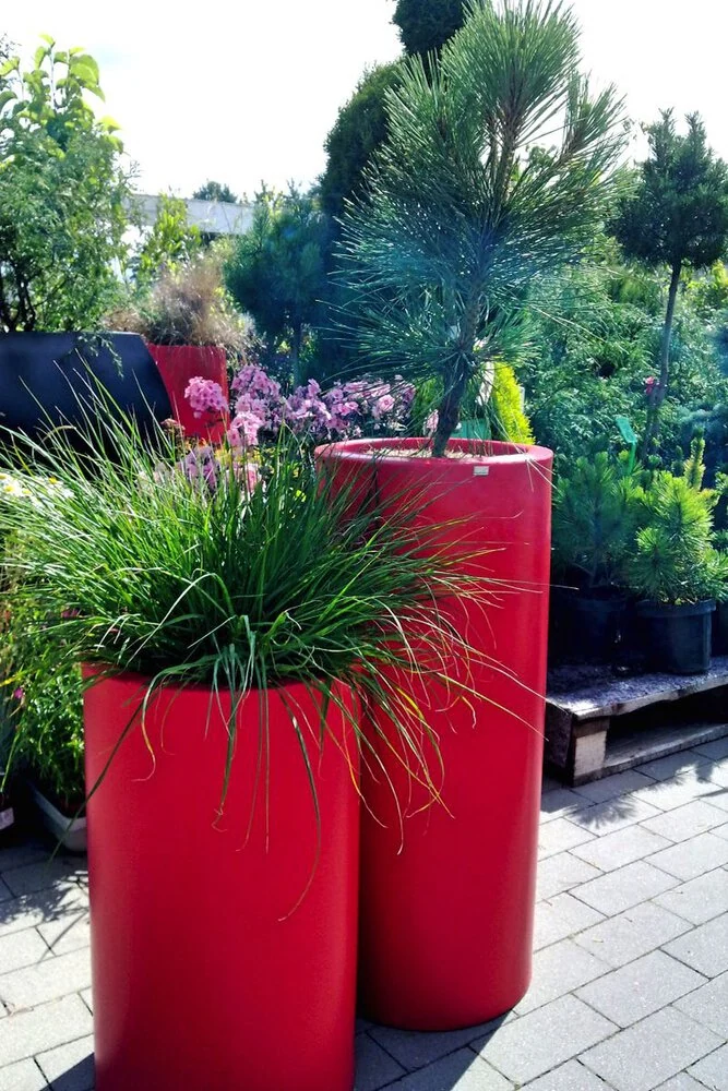 Dwie wysokie czerwone donice typu „tuba” marki Hebe, w jednej sadzonka sosny, w drugiej kępka trawy ozdobnej.