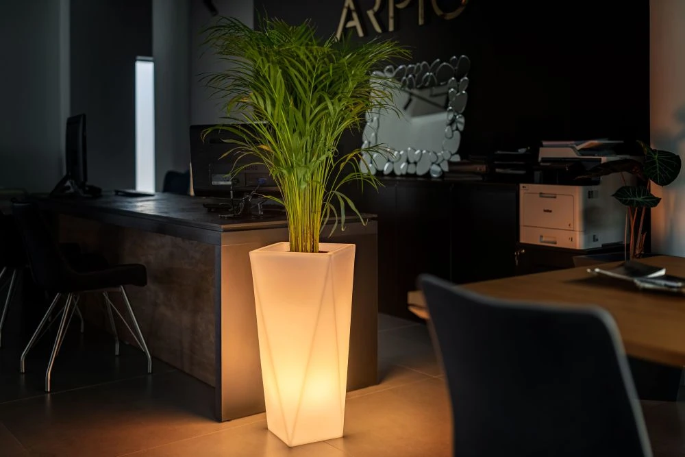 Podświetlana donica Vaso 72 Light z palmą w nowoczesnym biurze.