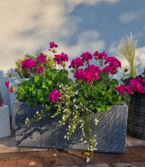 Mrozoodporna donica Fiberstone o prostokątnym kształcie z różowymi pelargoniami i zwisającymi białymi kwiatami.