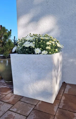 Kwadratowa donica mrozoodporna Fiberstone 44x44 – II gatunek z białymi chryzantemami na wybrukowanym patio.