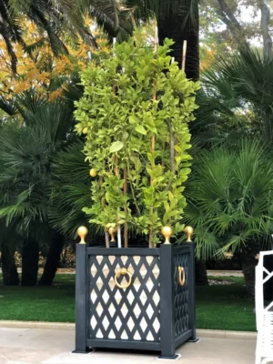 Kwadratowa, czarna aluminiowa donica „Bordeaux” z kratką, złotymi pierścieniami i gałkami oraz wysokim drzewkiem cytrynowym.